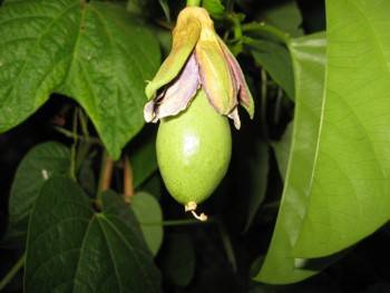 Frucht von alata in der Nacht